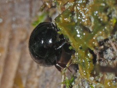 Sphaeridium scarabaeoides