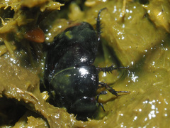 Sphaeridium scarabaeoides