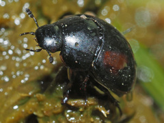 Sphaeridium scarabaeoides