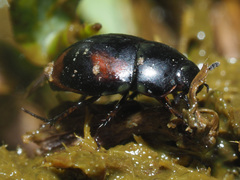 Sphaeridium scarabaeoides