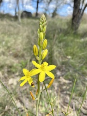 Bulbine semibarbata