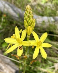 Bulbine semibarbata