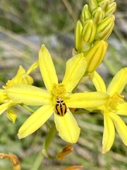 Bulbine semibarbata