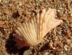 Arca navicularis