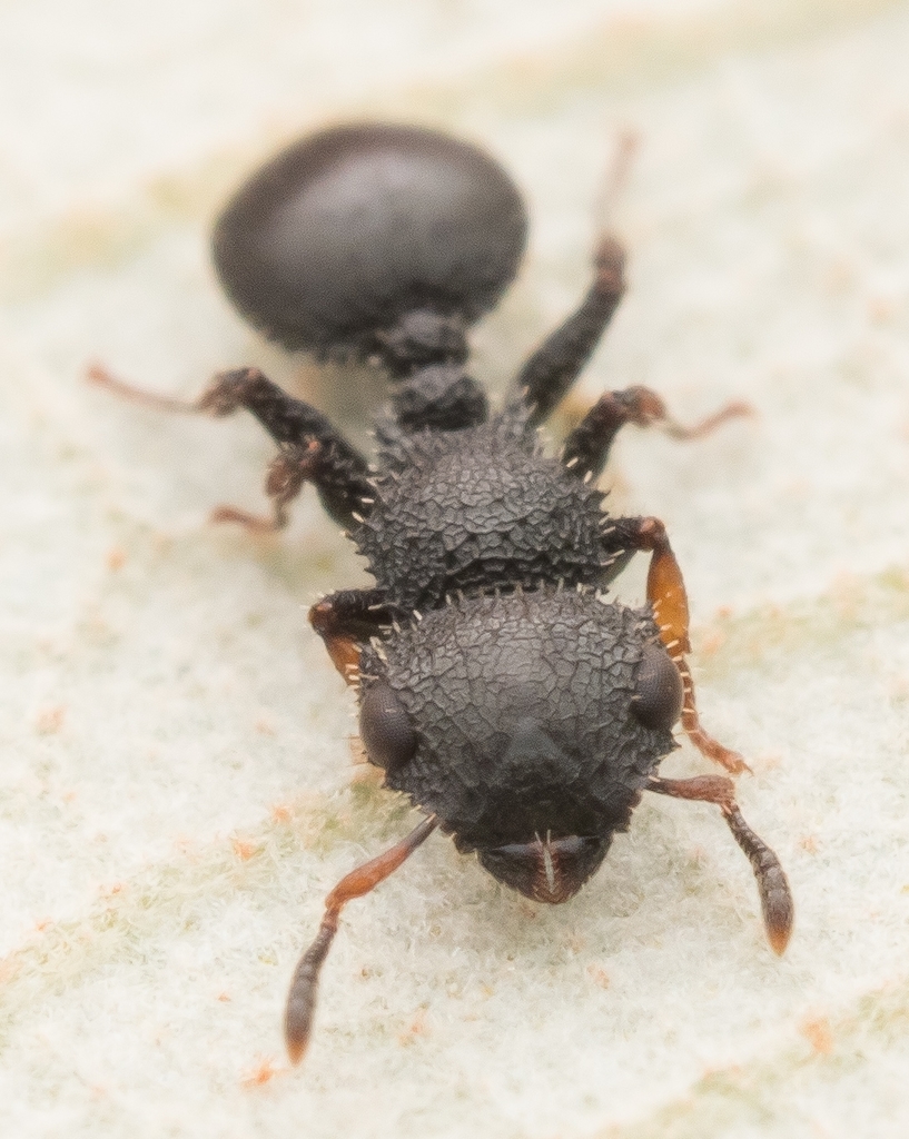 Cataulacus granulatus