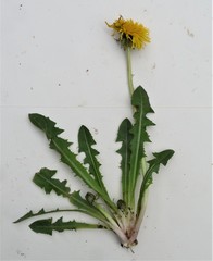Taraxacum sundbergii