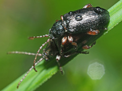 Plateumaris consimilis