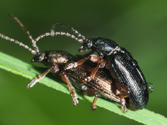 Plateumaris consimilis