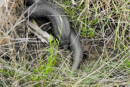 Blue-bellied Black Snake sighting