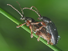 Plateumaris consimilis