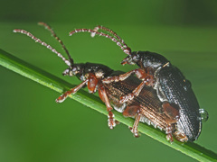 Plateumaris consimilis