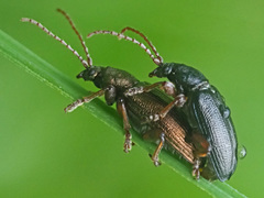 Plateumaris consimilis