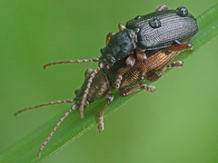 Plateumaris consimilis