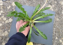 Taraxacum sundbergii