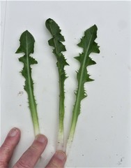 Taraxacum sundbergii