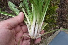Taraxacum sundbergii