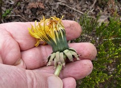 Taraxacum sundbergii