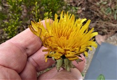 Taraxacum sundbergii