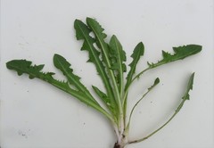 Taraxacum sundbergii
