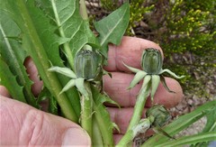 Taraxacum sundbergii