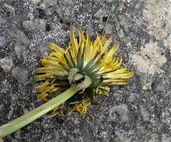 Taraxacum sundbergii
