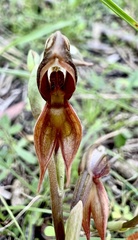 Pterostylis rufa