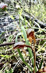 Pterostylis rufa