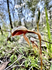 Pterostylis rufa