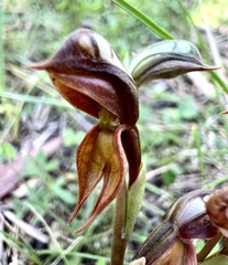 Pterostylis rufa