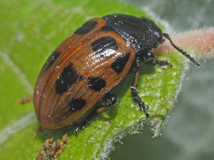 Gonioctena linnaeana