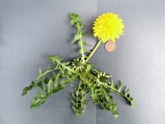 Taraxacum tenebricans