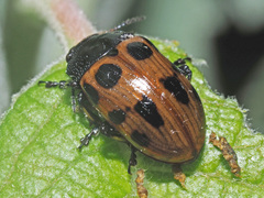 Gonioctena linnaeana
