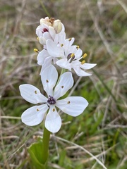 Wurmbea biglandulosa