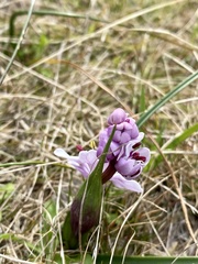 Wurmbea biglandulosa