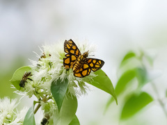 Odina hieroglyphica