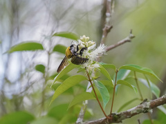 Xylocopa flavonigrescens