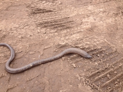Blue-bellied Black Snake sighting