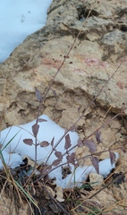 Scrophularia libanotica