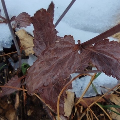 Scrophularia libanotica
