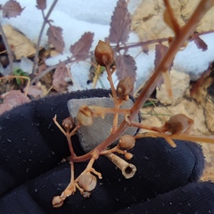 Scrophularia libanotica