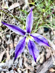 Lithotoma anethifolia