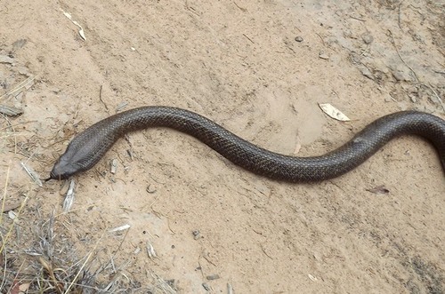 Blue-bellied Black Snake sighting