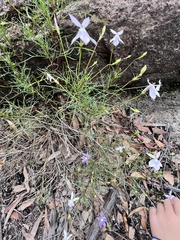 Lithotoma anethifolia