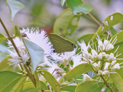 Deudorix epijarbas