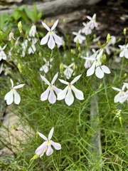 Lithotoma anethifolia