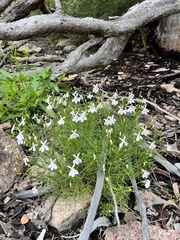 Lithotoma anethifolia