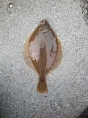 Limanda limanda