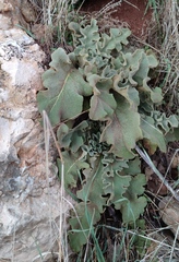 Verbascum gaillardotii