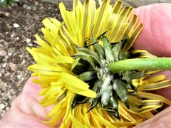 Taraxacum tenebricans