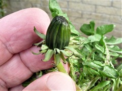 Taraxacum tenebricans